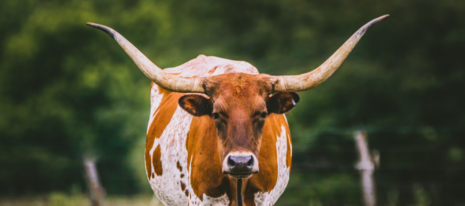 A close-up portrait of a Texas Longhorn with impressive wide horns standing in a lush green field in Carrollton, Texas.
